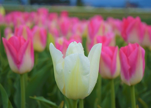 Téléchargement gratuit Champs de fleurs roses de tulipe blanche - photo ou image gratuite à éditer avec l'éditeur d'images en ligne GIMP