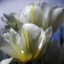 White Tulips  screen for extension Chrome web store in OffiDocs Chromium