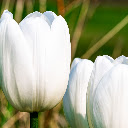 White Tulip Trio  screen for extension Chrome web store in OffiDocs Chromium