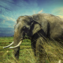 White tusked elephant  screen for extension Chrome web store in OffiDocs Chromium