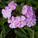 White Violet Flowers  screen for extension Chrome web store in OffiDocs Chromium