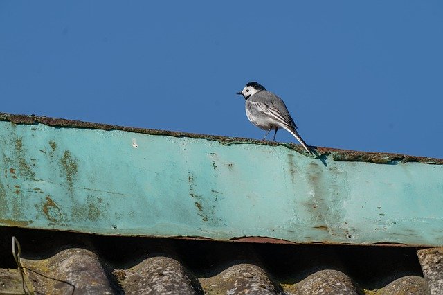 Free download White Wagtail Bird Avian -  free photo or picture to be edited with GIMP online image editor