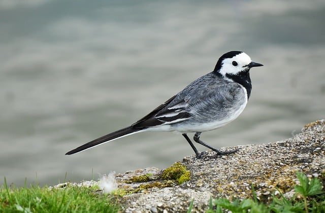 Free download white wagtail bird nature fauna free picture to be edited with GIMP free online image editor