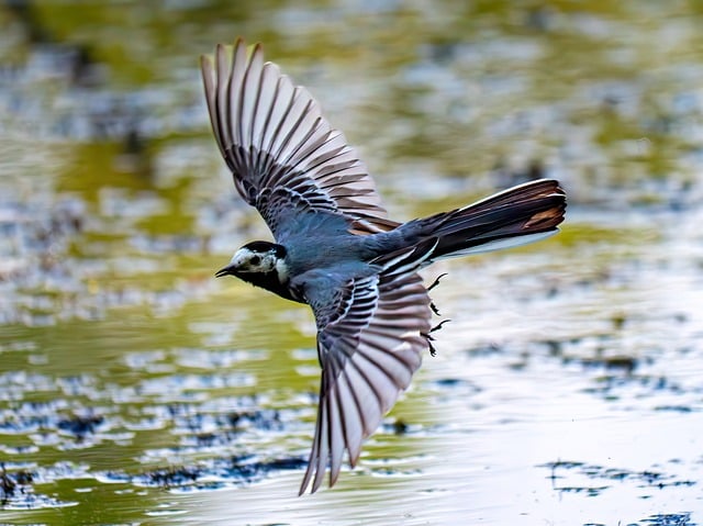 Free download white wagtail bird nature wildlife free picture to be edited with GIMP free online image editor