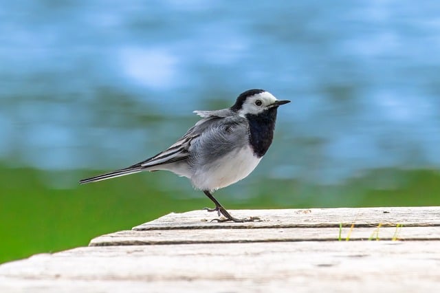 Free download White Wagtail Bird Songbird -  free photo or picture to be edited with GIMP online image editor