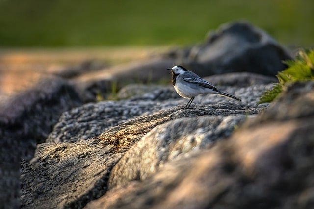 Free download white wagtail bird wildlife animal free picture to be edited with GIMP free online image editor