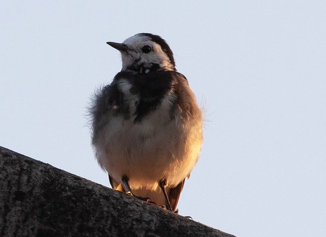 Descarga gratuita White Wagtail Pied Black - foto o imagen gratuita para editar con el editor de imágenes en línea GIMP