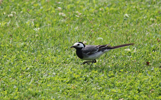 Free download white wagtail pied wagtail bird free picture to be edited with GIMP free online image editor