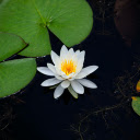 White Water Lily Blooms  screen for extension Chrome web store in OffiDocs Chromium