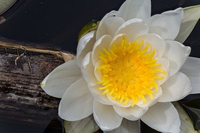 Descarga gratuita White Water Lily Rose Flower - foto o imagen gratuita para editar con el editor de imágenes en línea GIMP