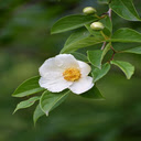 White Wildflower Wallpaper  screen for extension Chrome web store in OffiDocs Chromium