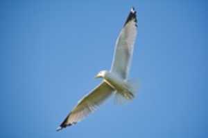 Free download White Wings free photo or picture to be edited with GIMP online image editor