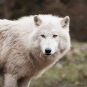 White wolf  screen for extension Chrome web store in OffiDocs Chromium