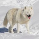 White Wolf in the Snow Theme – The Spirit of the Frozen Wilderness  screen for extension Chrome web store in OffiDocs Chromium