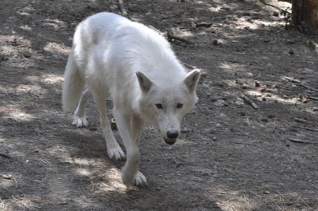 Descarga gratuita White Wolf Predator: foto o imagen gratuita para editar con el editor de imágenes en línea GIMP