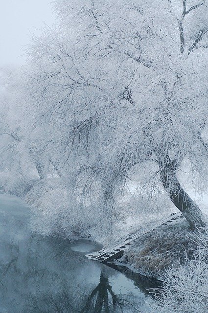 تنزيل White Wood Branches - صورة مجانية أو صورة ليتم تحريرها باستخدام محرر الصور عبر الإنترنت GIMP