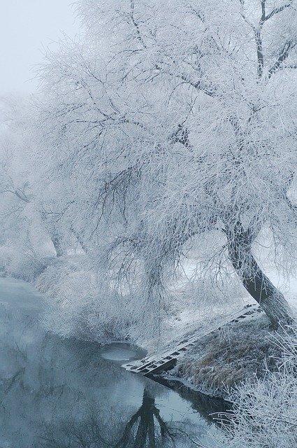 Descărcare gratuită White Wood Branches - fotografie sau imagini gratuite pentru a fi editate cu editorul de imagini online GIMP