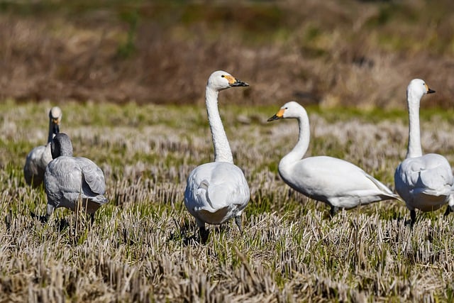 Free download whooper swans birds waterfowls free picture to be edited with GIMP free online image editor