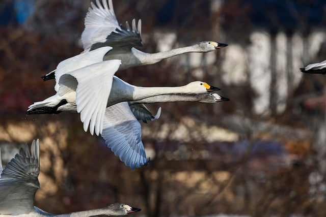 Free download whooper swans swans animals birds free picture to be edited with GIMP free online image editor