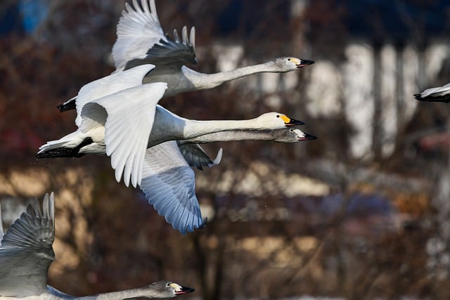 Libreng download whooper swans swans animal birds libreng larawan na i-edit gamit ang GIMP free online image editor