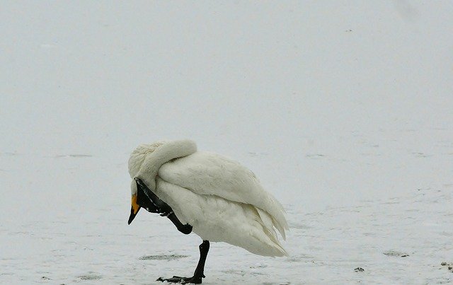 Free download Whooper Swan Winter Snow free photo template to be edited with GIMP online image editor
