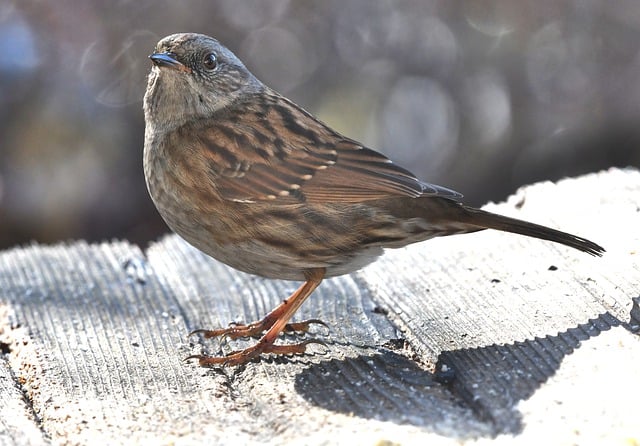 Muat turun percuma burung pelacur ali alam semula jadi haiwan gambar percuma untuk diedit dengan GIMP editor imej dalam talian percuma