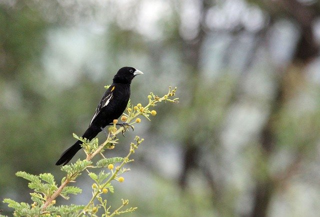 Descărcare gratuită Widow Bird Watching - fotografie sau imagini gratuite pentru a fi editate cu editorul de imagini online GIMP