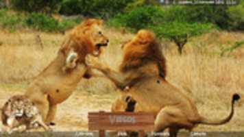Free download wild africa free photo or picture to be edited with GIMP online image editor