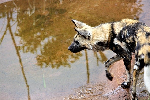 Free download Wild African Animal -  free photo or picture to be edited with GIMP online image editor