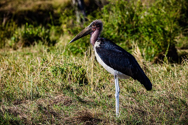 Free download wild animal marabou stork bird free picture to be edited with GIMP free online image editor