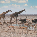 Wild animals  screen for extension Chrome web store in OffiDocs Chromium