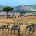 Wild animals on the grassland  screen for extension Chrome web store in OffiDocs Chromium