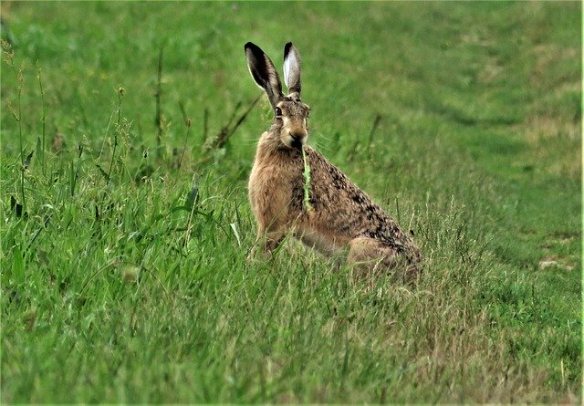 ดาวน์โหลดฟรี Wild Animals Rabbit Grass - ภาพถ่ายหรือรูปภาพฟรีที่จะแก้ไขด้วยโปรแกรมแก้ไขรูปภาพออนไลน์ GIMP