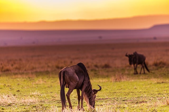 Free download wild animals sunset wildebeests free picture to be edited with GIMP free online image editor