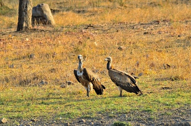 دانلود رایگان Wild Animals Vulture Carnivores - عکس یا تصویر رایگان قابل ویرایش با ویرایشگر تصویر آنلاین GIMP