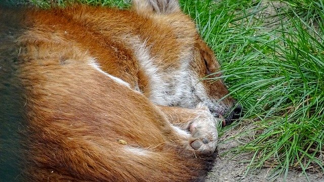 Free download Wildanimal Wild Dog -  free photo or picture to be edited with GIMP online image editor