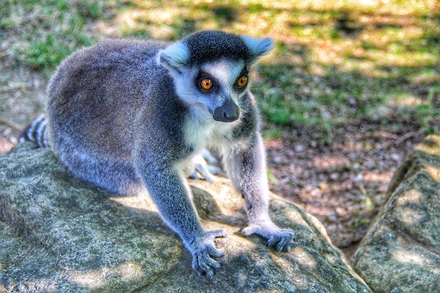 Скачать бесплатно Wild Animel Wildlife - бесплатное фото или изображение для редактирования с помощью онлайн-редактора изображений GIMP