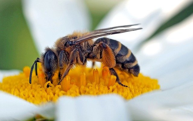 Free download wild bee 9 mm andrena flavipes free picture to be edited with GIMP free online image editor