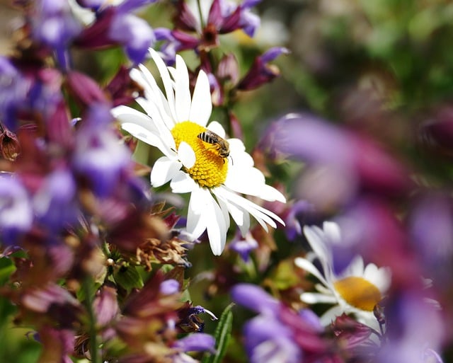 Free download wild bee flowers daisies nature free picture to be edited with GIMP free online image editor