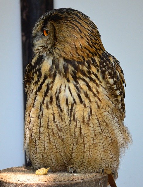 دانلود رایگان Wild Bird Nature Feather - عکس یا تصویر رایگان قابل ویرایش با ویرایشگر تصویر آنلاین GIMP