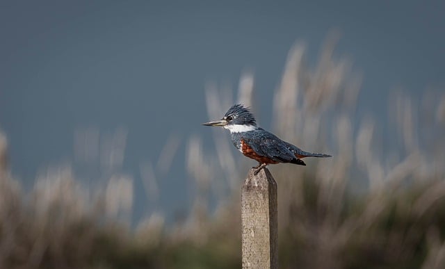 Free download wild birds birds pens plumage free picture to be edited with GIMP free online image editor