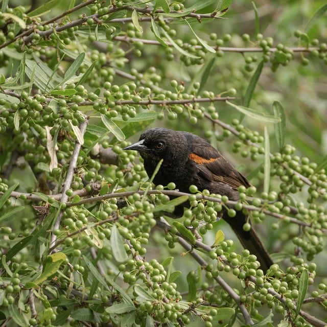 Free download wild birds boyerito free picture to be edited with GIMP free online image editor