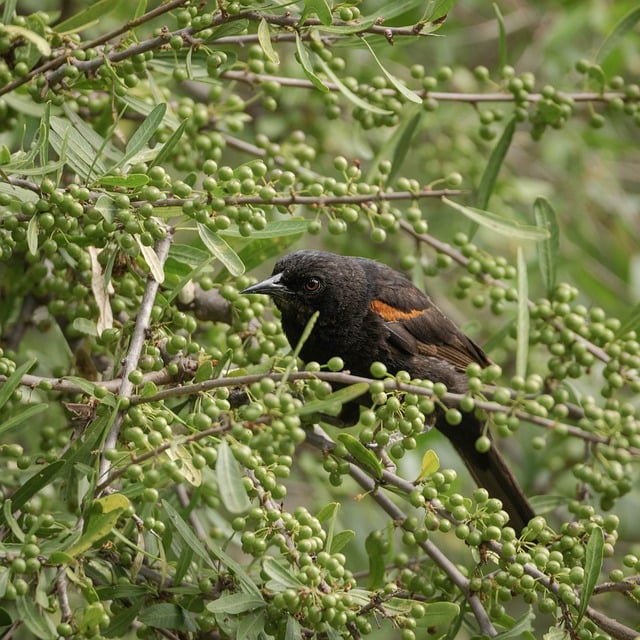 বিনামূল্যে ডাউনলোড করুন wild birds boyerito বিনামূল্যের ছবি GIMP বিনামূল্যে অনলাইন ইমেজ এডিটর দিয়ে সম্পাদনা করতে হবে