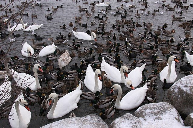 دانلود رایگان قالب عکس رایگان Wild Birds Ducks Swans برای ویرایش با ویرایشگر تصویر آنلاین GIMP