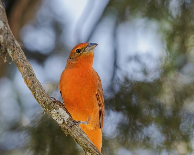 Free download wild birds firefighter piranga flava free picture to be edited with GIMP free online image editor