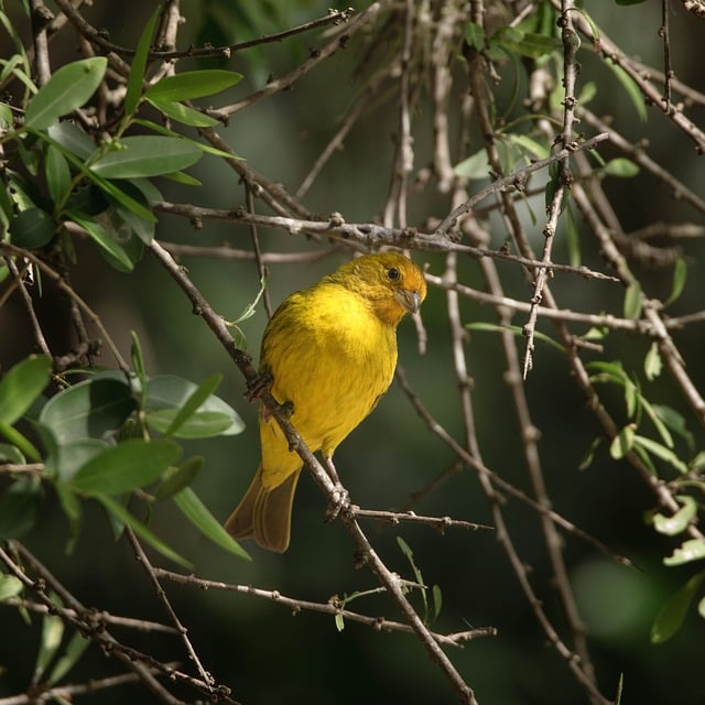 जीआईएमपी मुफ्त ऑनलाइन छवि संपादक के साथ संपादित करने के लिए जंगली पक्षी गोल्डफिंच की मुफ्त तस्वीर मुफ्त डाउनलोड करें