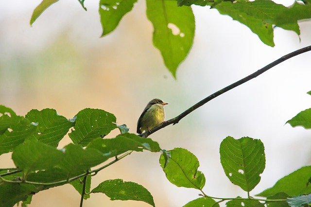 הורדה חינם Wild Birds Small Tropical - תמונה או תמונה בחינם לעריכה עם עורך התמונות המקוון GIMP