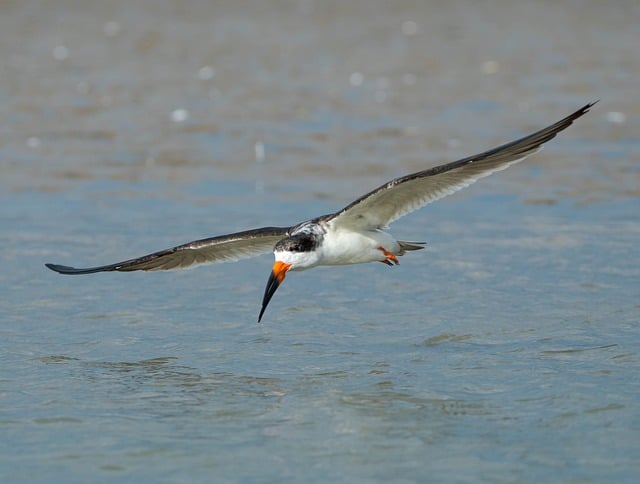 Free download wild birds waterfowl at peak free picture to be edited with GIMP free online image editor