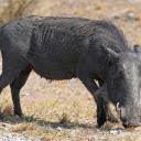 Wild boar and long fangs  screen for extension Chrome web store in OffiDocs Chromium