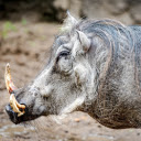 Wild boar fangs  screen for extension Chrome web store in OffiDocs Chromium